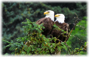 Alaska